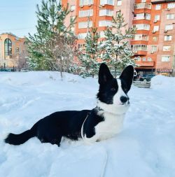 Profile picture of the animal