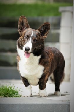 Profile picture of the animal