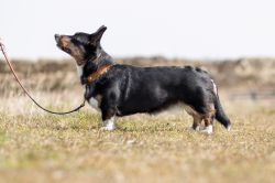 Profile picture of the animal