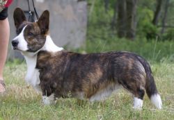 Profile picture of the animal